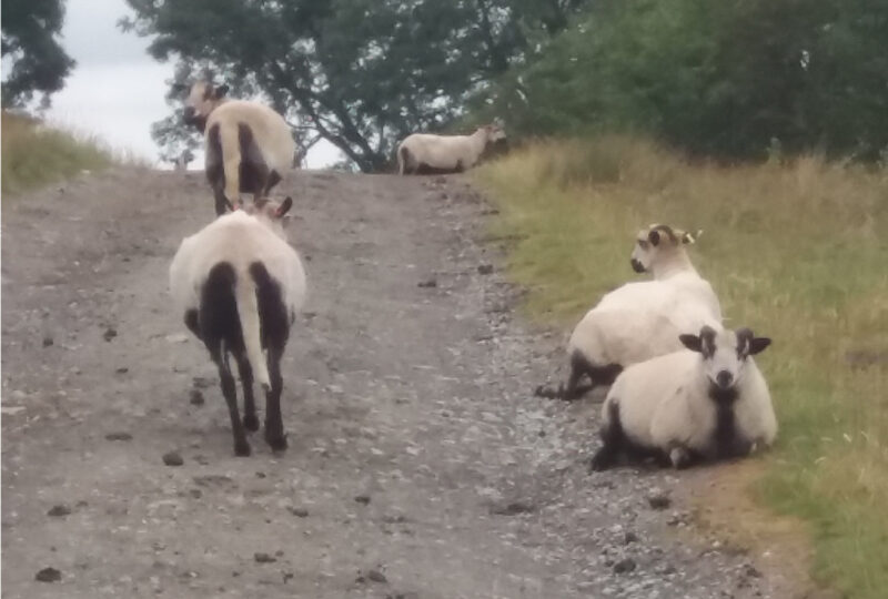 Sheep in Shropshire