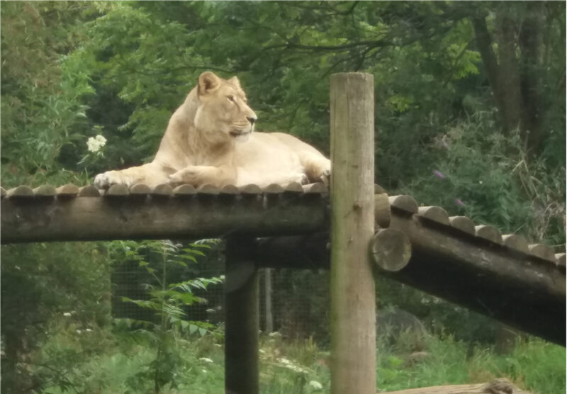 Lions at West Midlands Safari Park